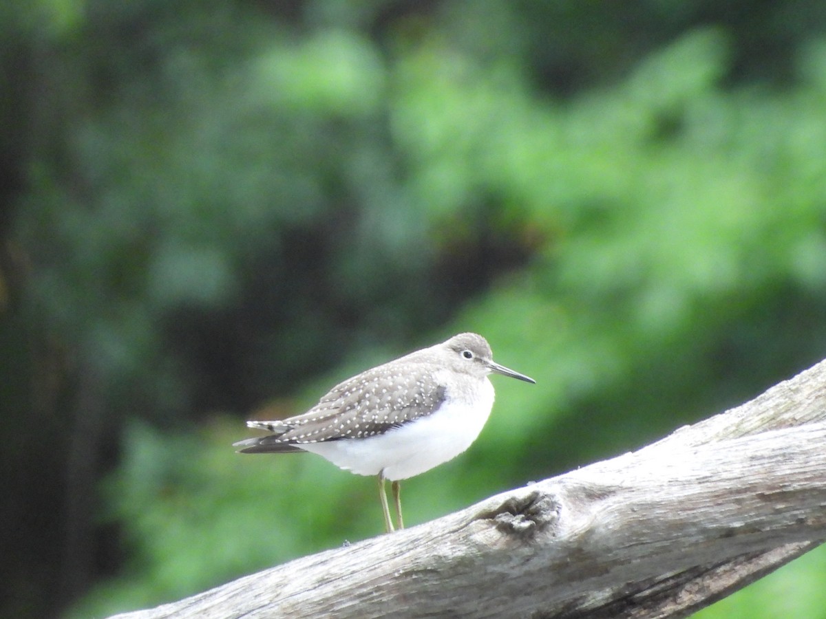 Solitary Sandpiper - ML624199337