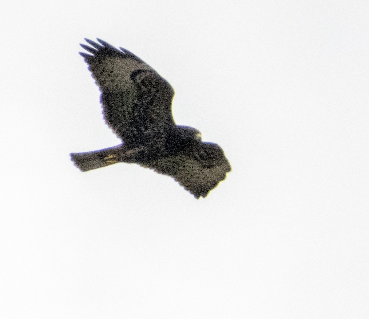 Short-tailed Hawk - Mark Penkower