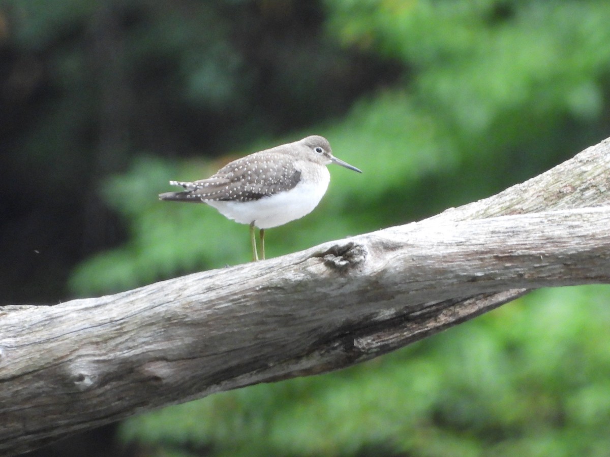 Solitary Sandpiper - ML624199339