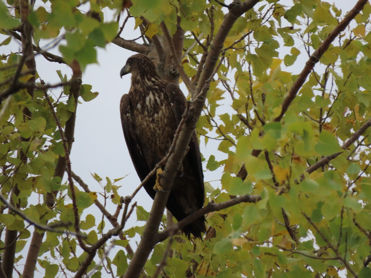 Bald Eagle - ML624199345