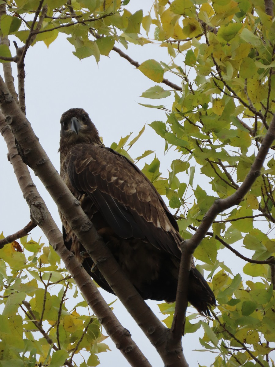 Bald Eagle - ML624199346