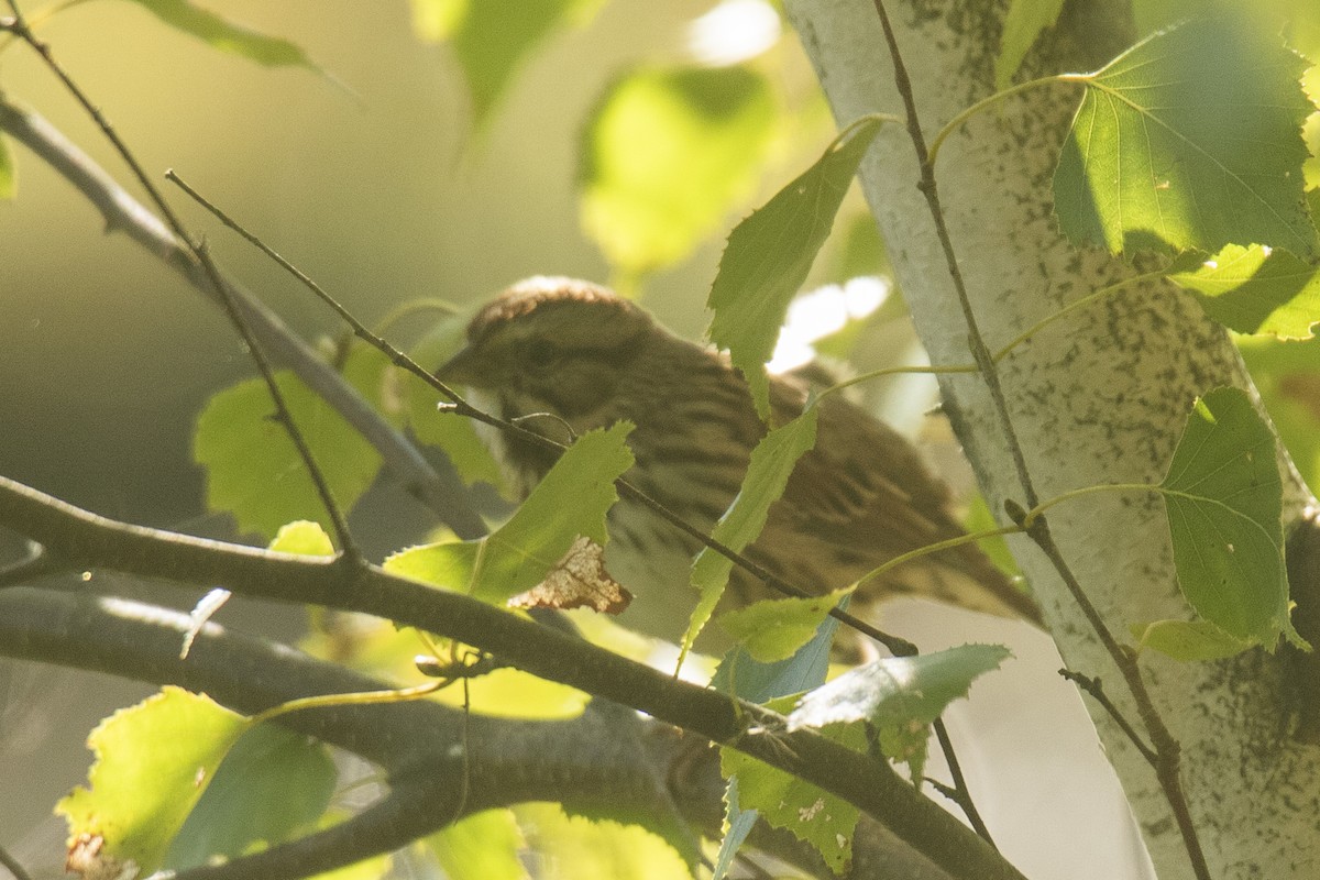 Lincoln's Sparrow - ML624199350