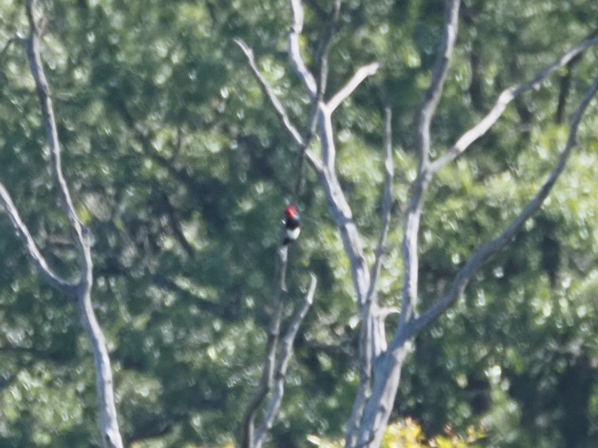 Red-headed Woodpecker - ML624199353