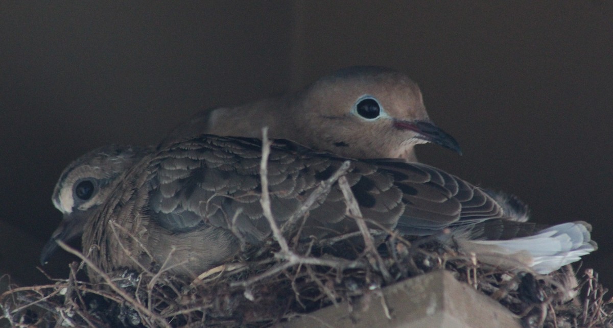 Mourning Dove - ML624199354