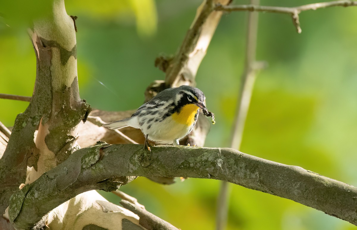 Yellow-throated Warbler - ML624199355