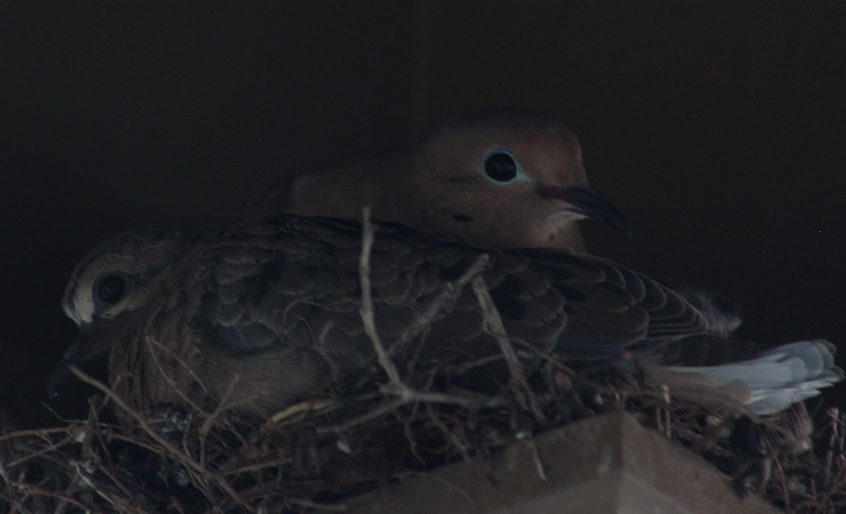 Mourning Dove - ML624199356