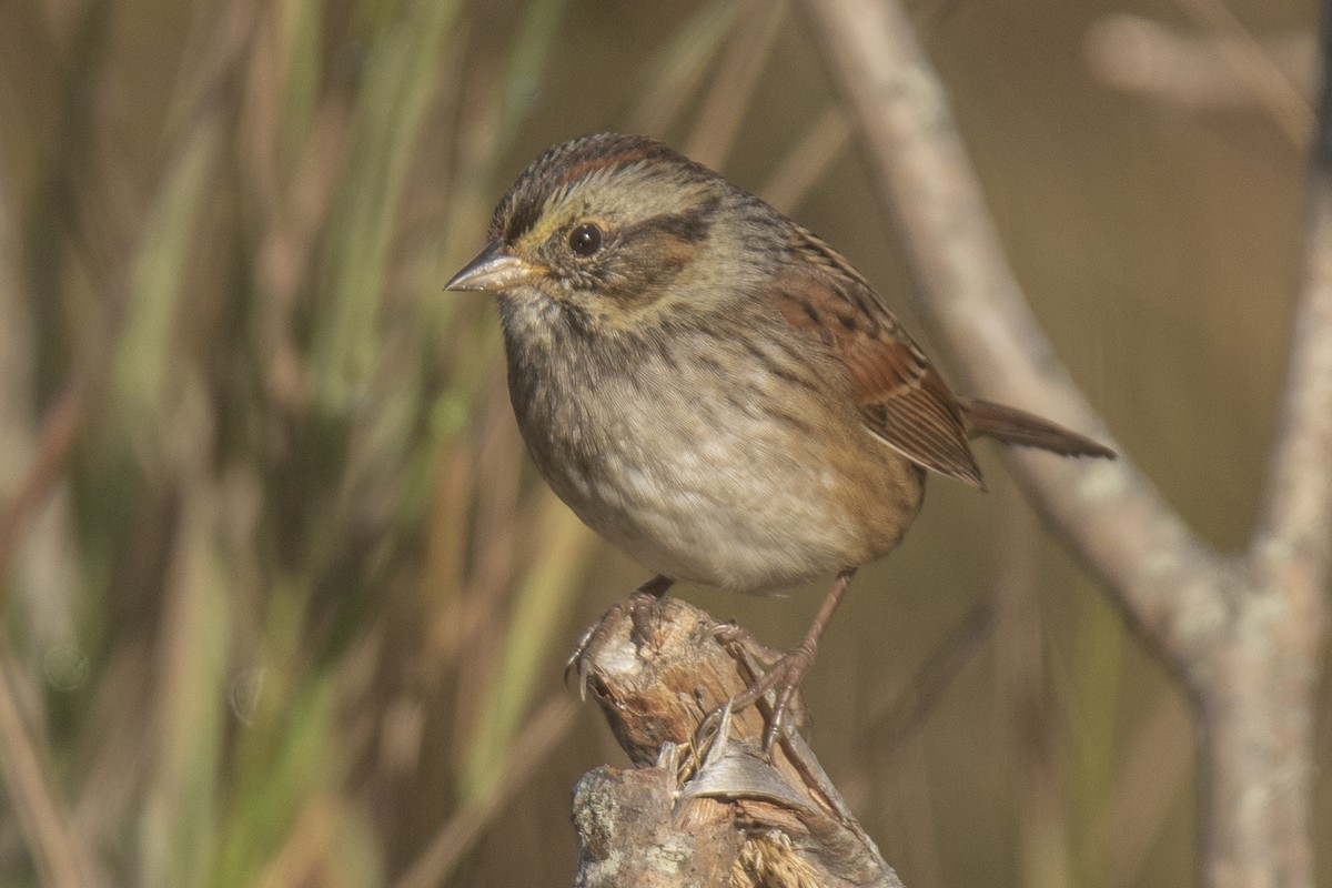 Swamp Sparrow - ML624199357