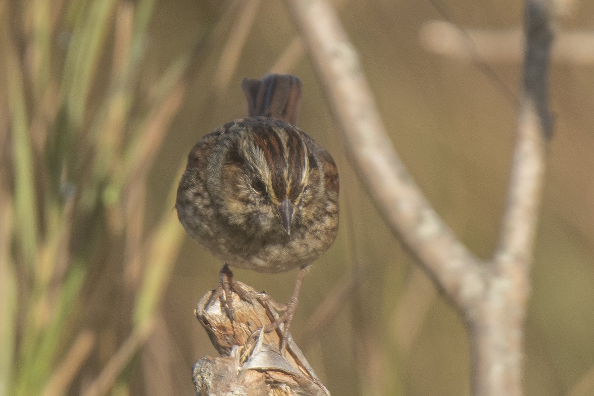 Swamp Sparrow - ML624199358