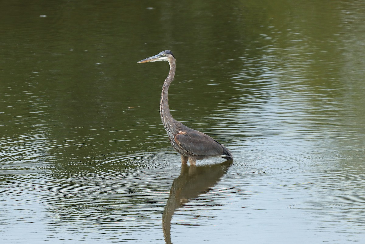 Great Blue Heron - ML624199363