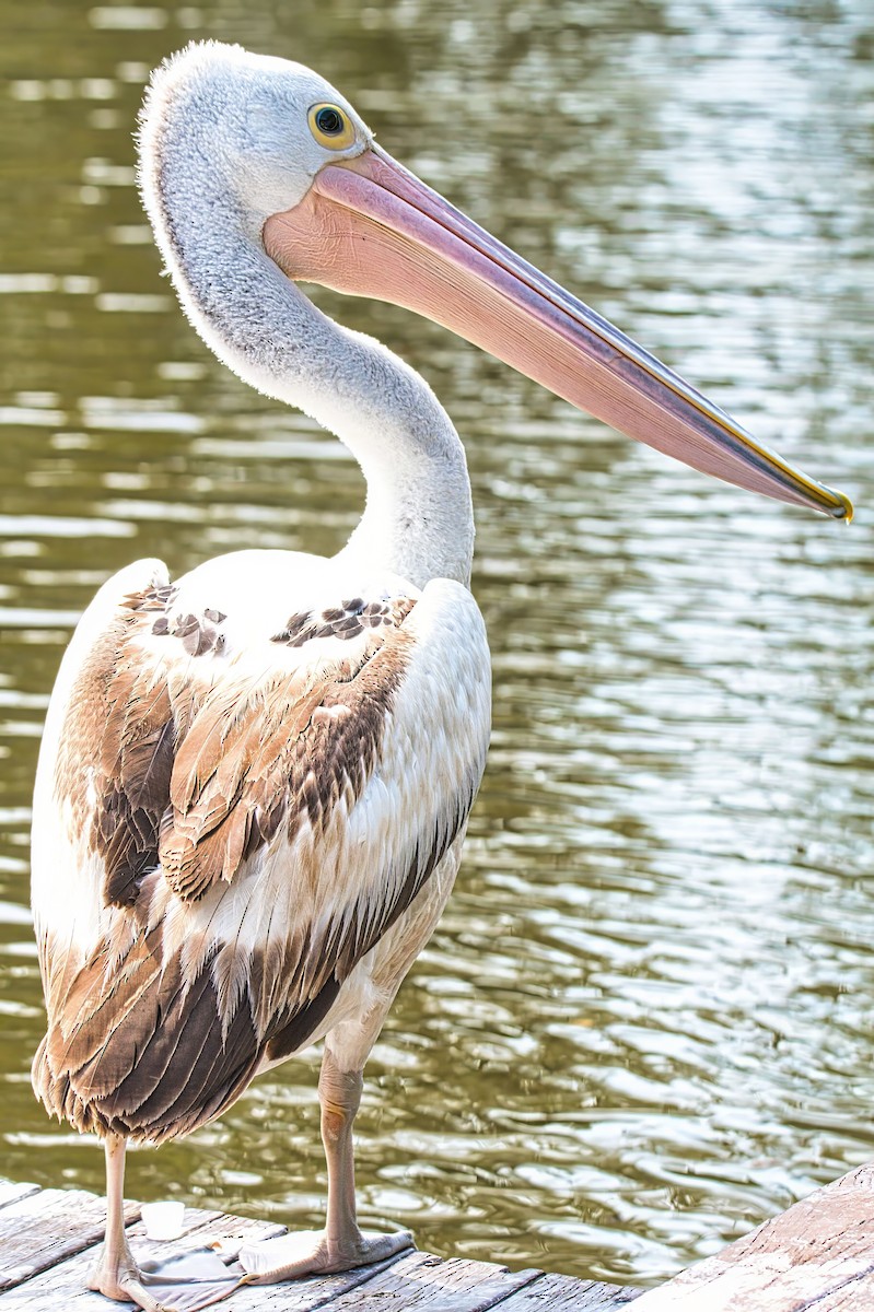 Australian Pelican - Alfons  Lawen