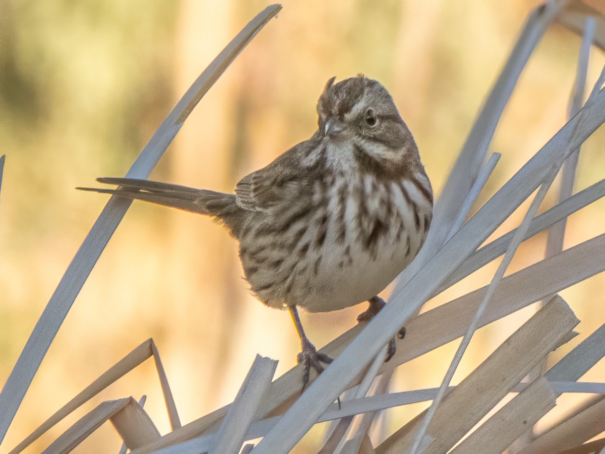 Song Sparrow - ML624199380