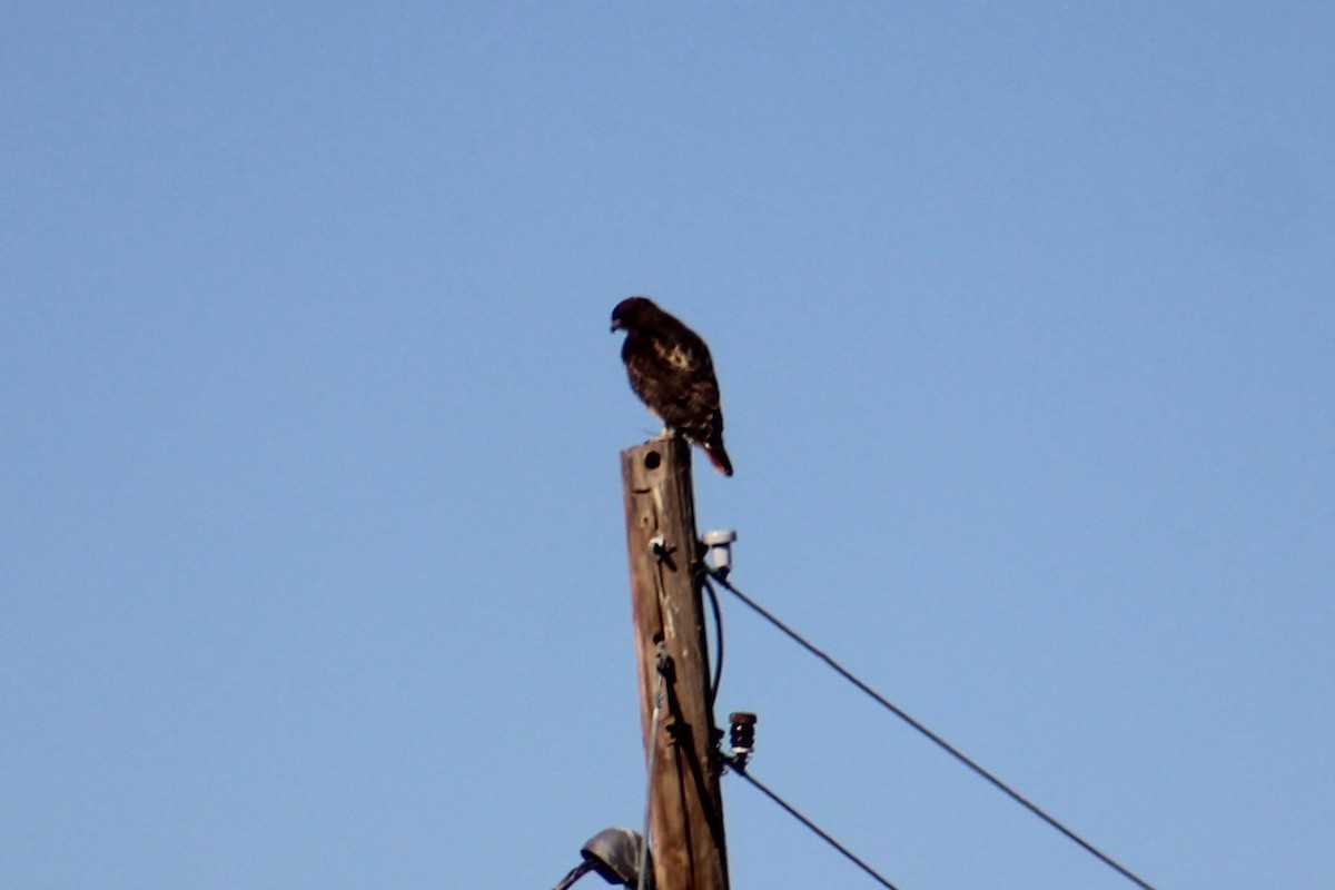 Red-tailed Hawk - ML624199381