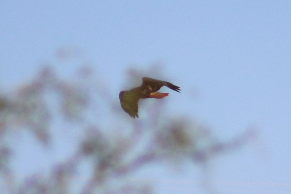 Red-tailed Hawk - ML624199382