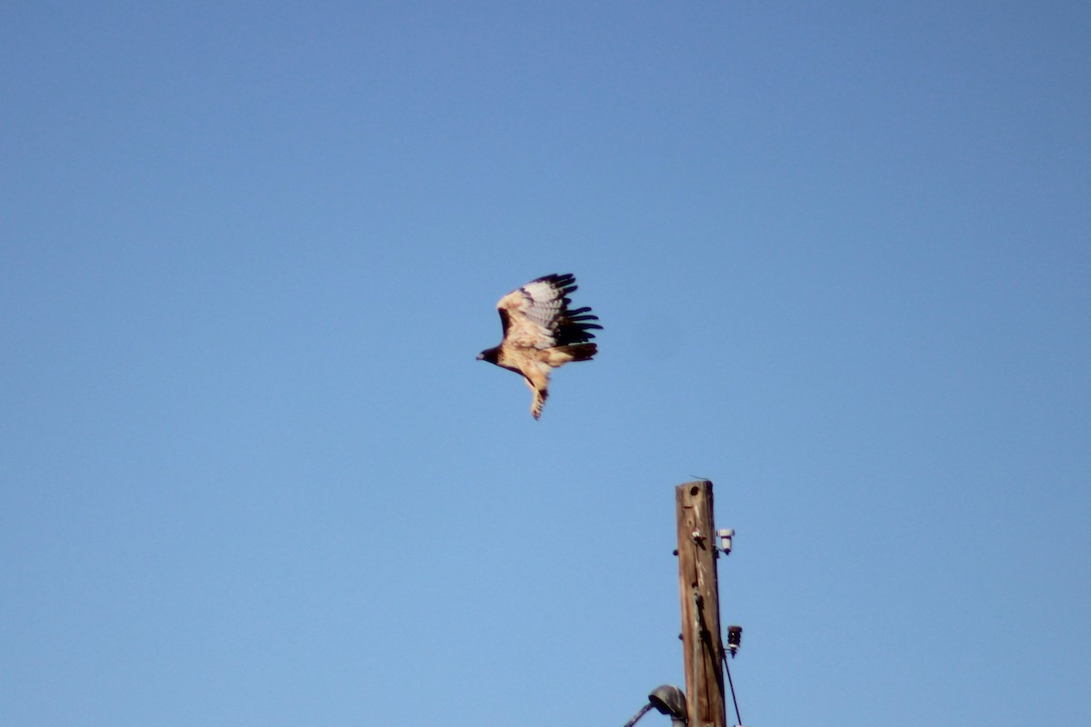 Red-tailed Hawk - Adair Bock