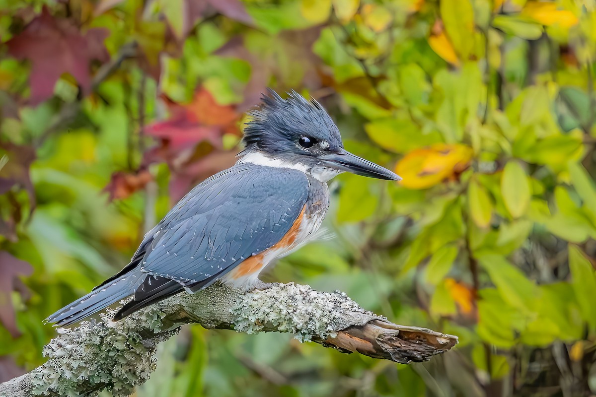 Belted Kingfisher - ML624199384