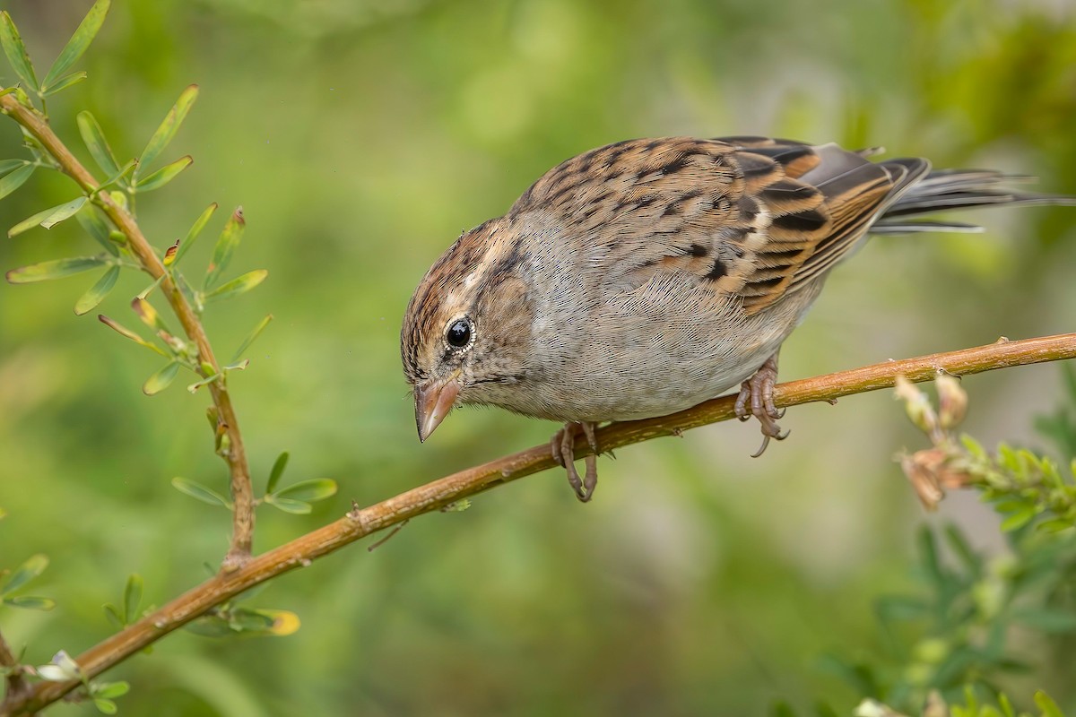 Chipping Sparrow - ML624199396