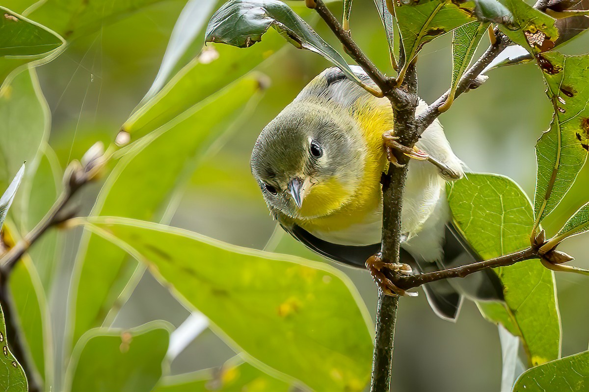 Kuzeyli Parula - ML624199398