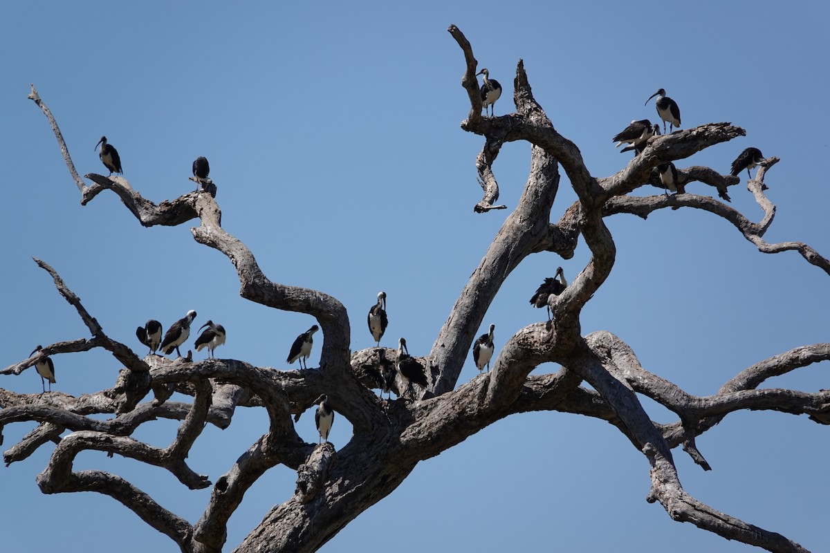 Straw-necked Ibis - ML624199399