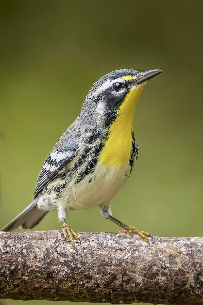 Yellow-throated Warbler - ML624199400