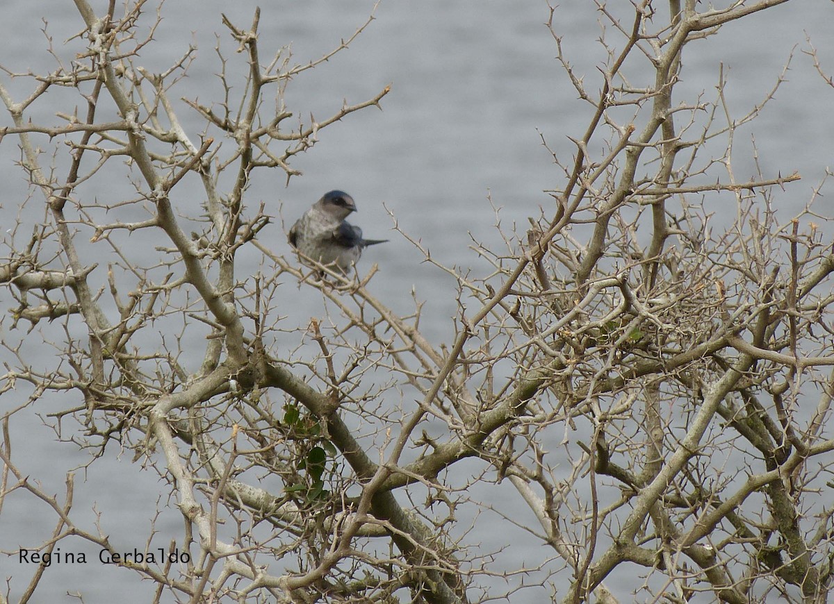 Gray-breasted Martin - regina gerbaldo