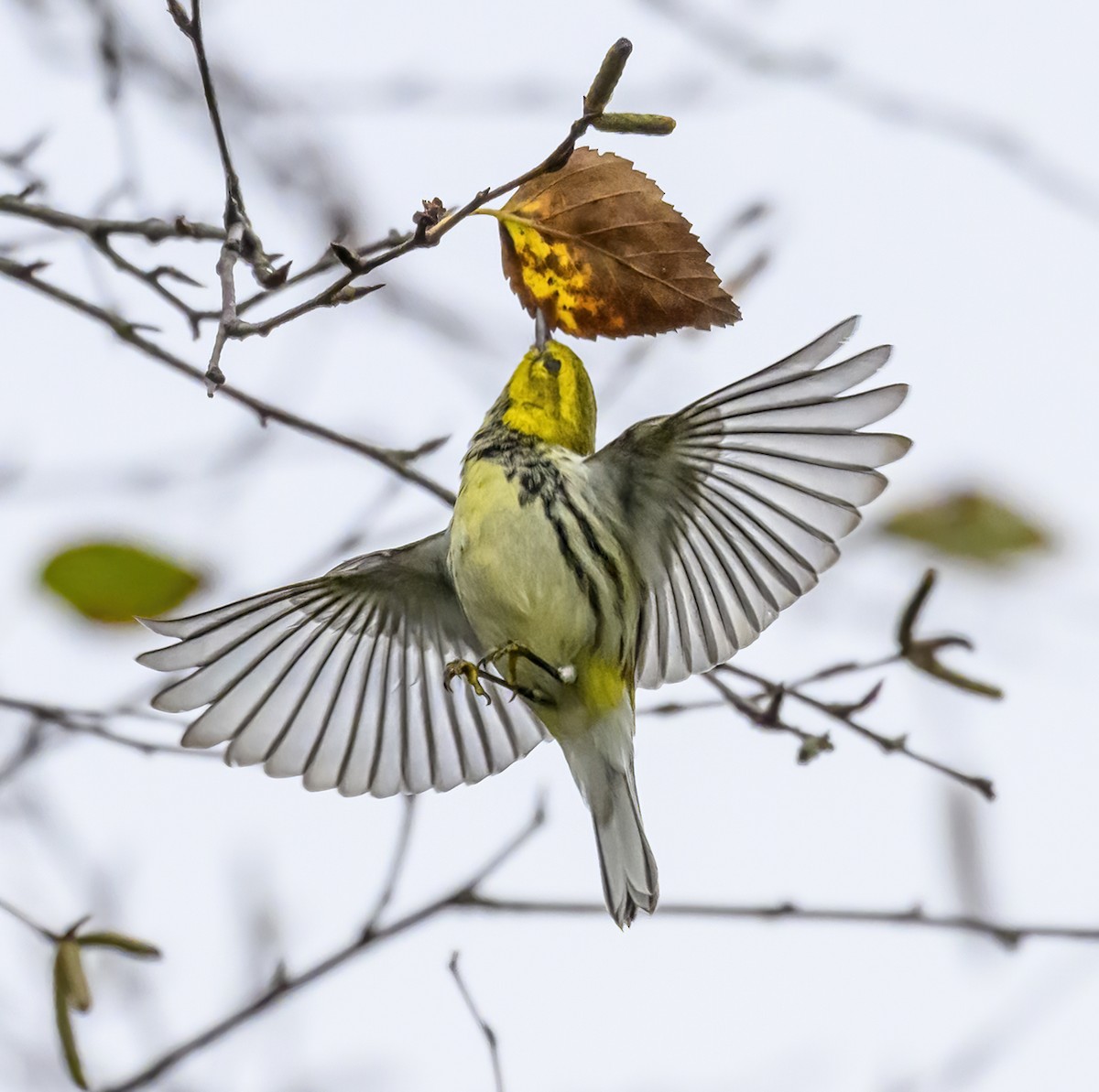 Black-throated Green Warbler - Jocelyn  Anderson