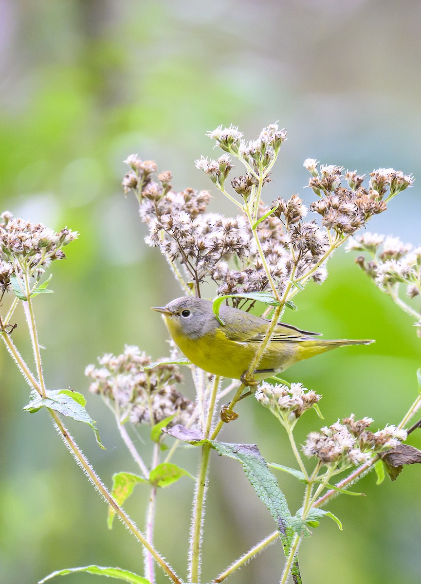 Nashville Warbler - Jocelyn  Anderson