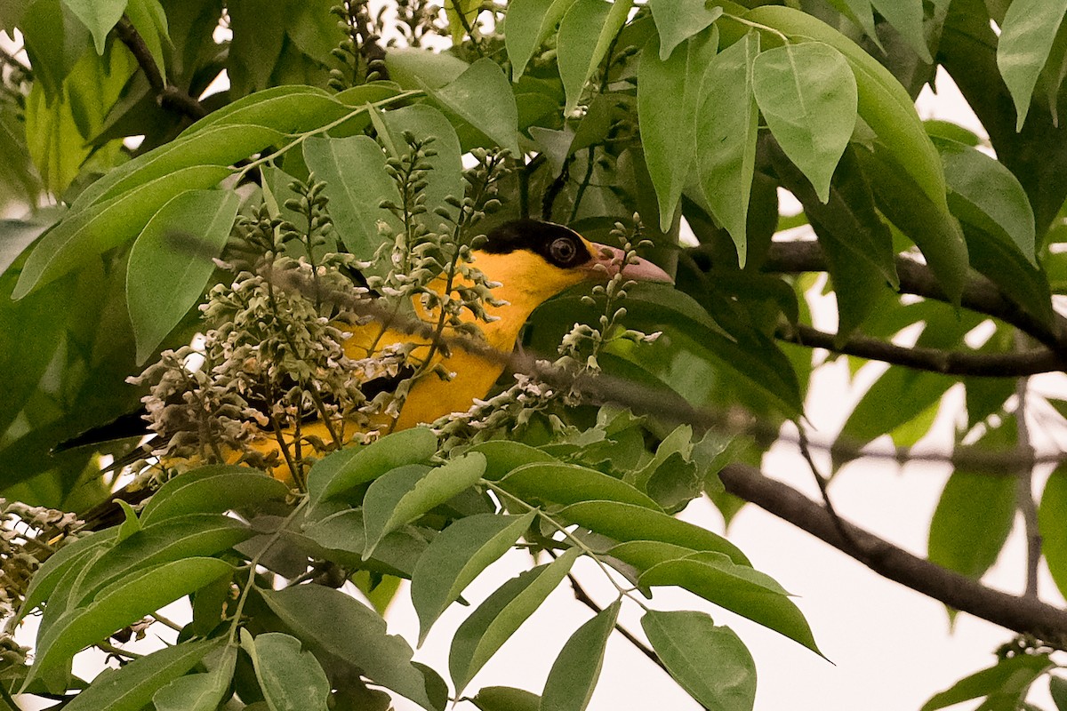 Black-naped Oriole - ML624199422