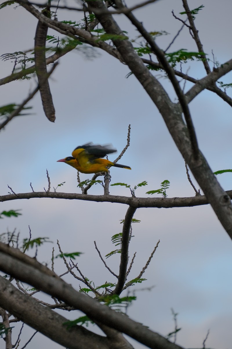 Black-naped Oriole - ML624199426