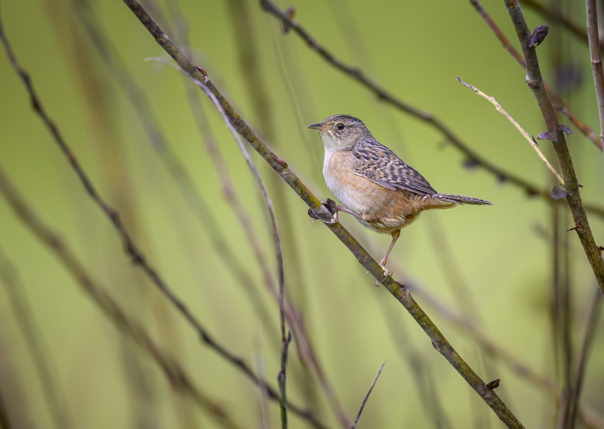 Sedge Wren - ML624199428