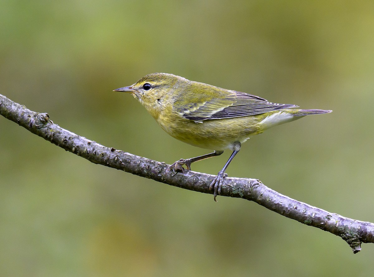 Tennessee Warbler - ML624199431