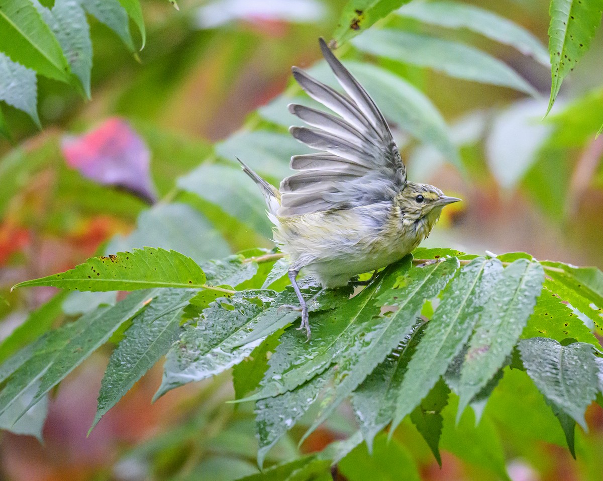 Tennessee Warbler - ML624199432