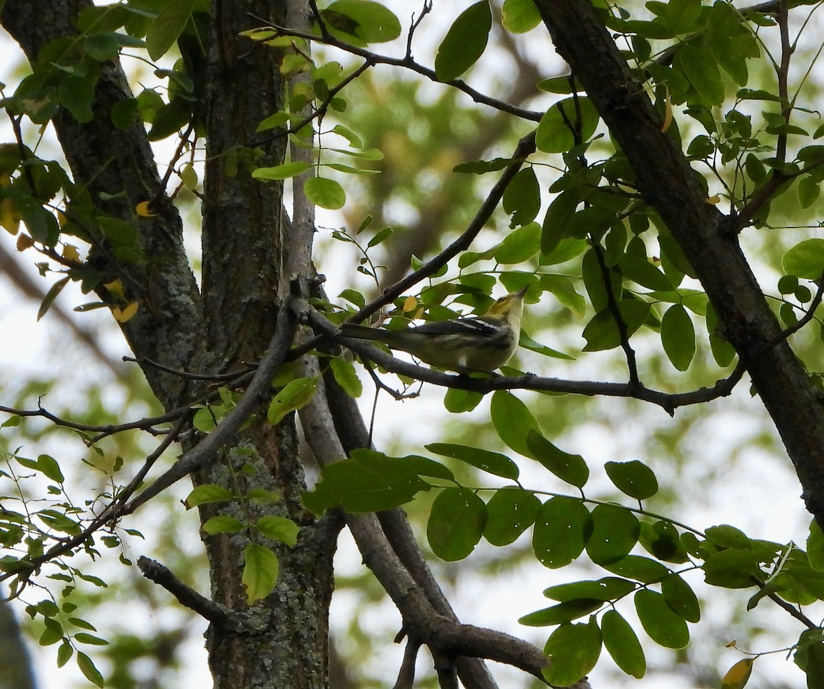 Black-throated Green Warbler - ML624199434