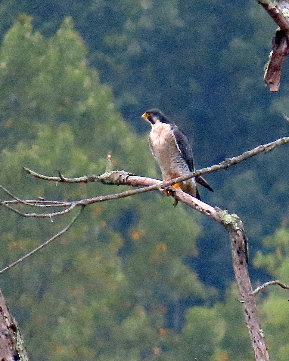 Peregrine Falcon - ML624199435