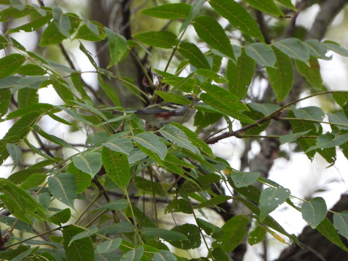 Chestnut-sided Warbler - ML624199436