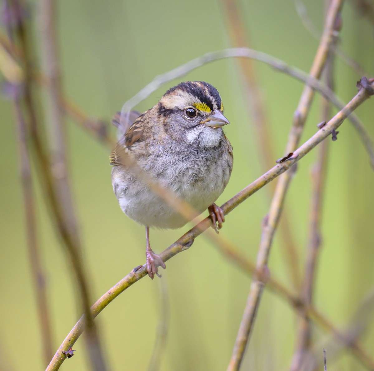 White-throated Sparrow - Jocelyn  Anderson