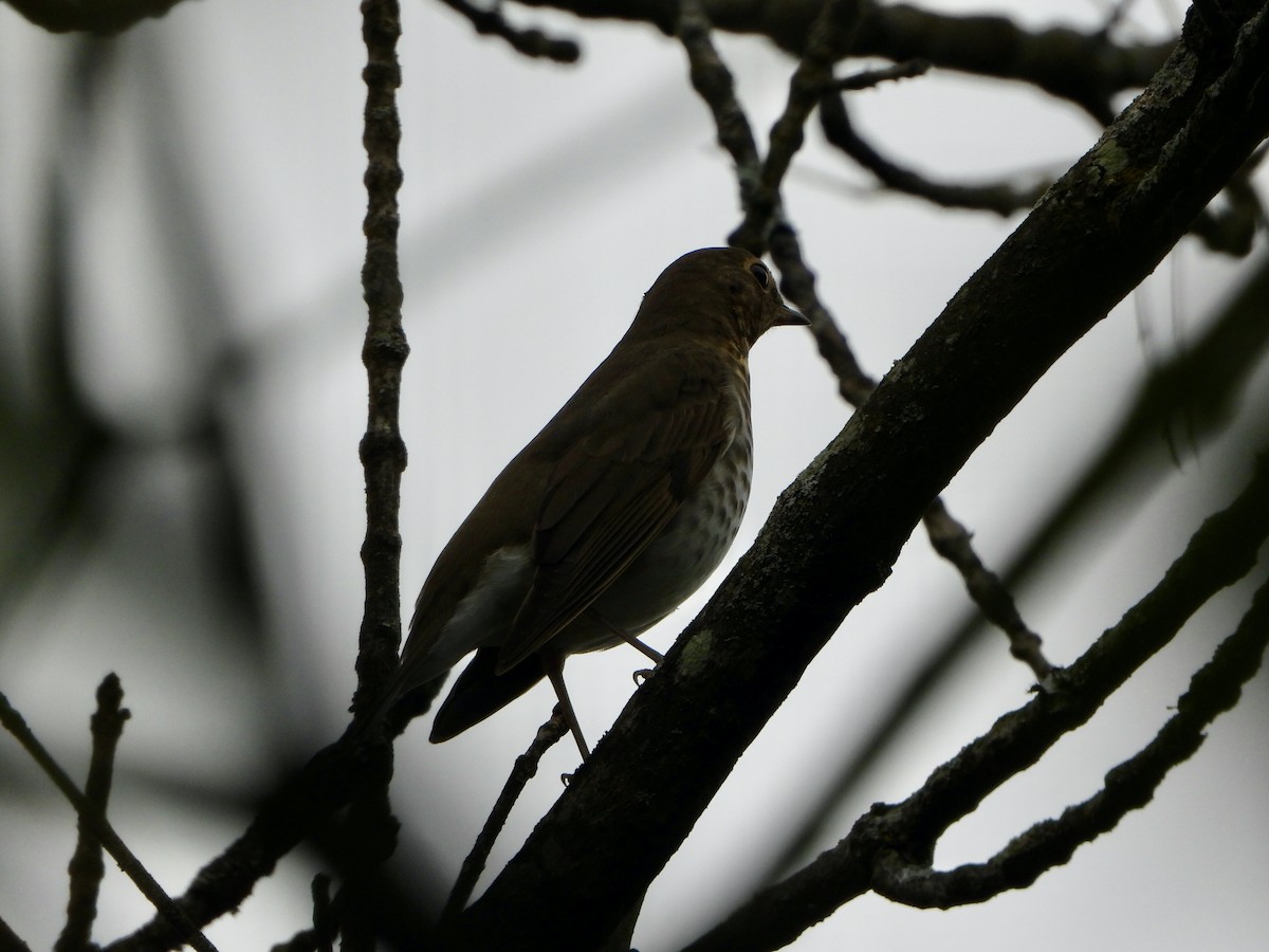 Swainson's Thrush - ML624199438