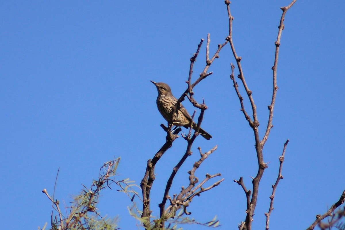 Sage Thrasher - ML624199439