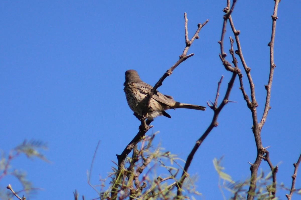 Sage Thrasher - ML624199440