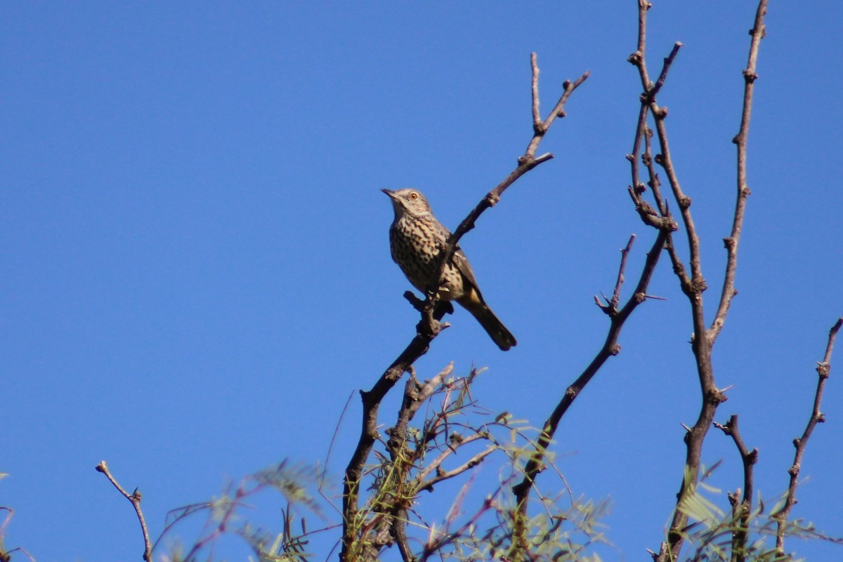 Sage Thrasher - ML624199441