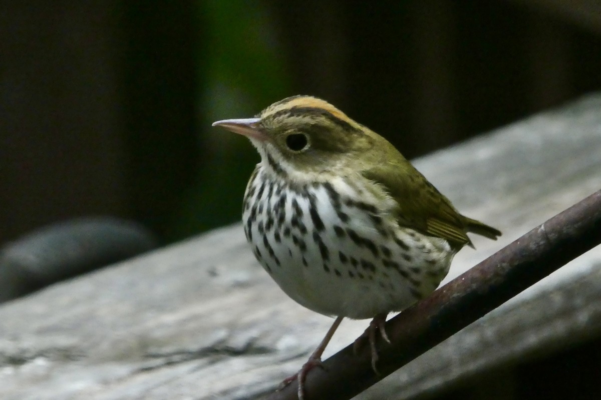 Ovenbird - ML624199443