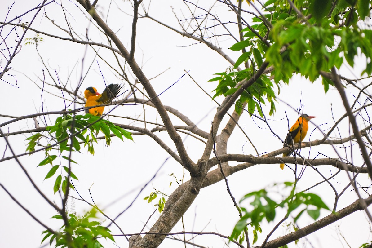 Black-naped Oriole - ML624199445