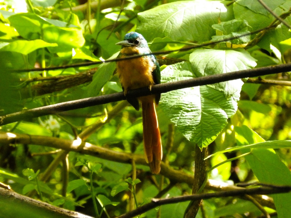 Rufous-tailed Jacamar - ML624199446