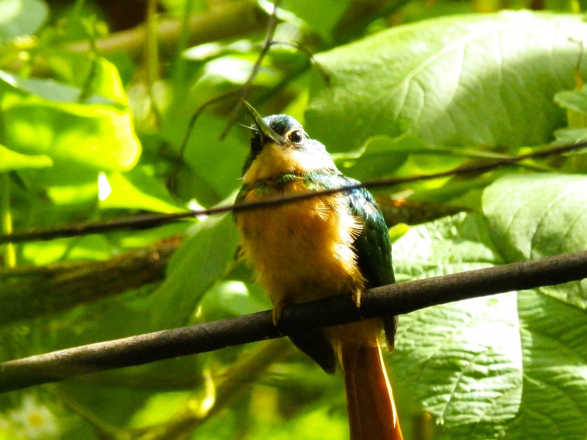 Rufous-tailed Jacamar - Edouard Paiva