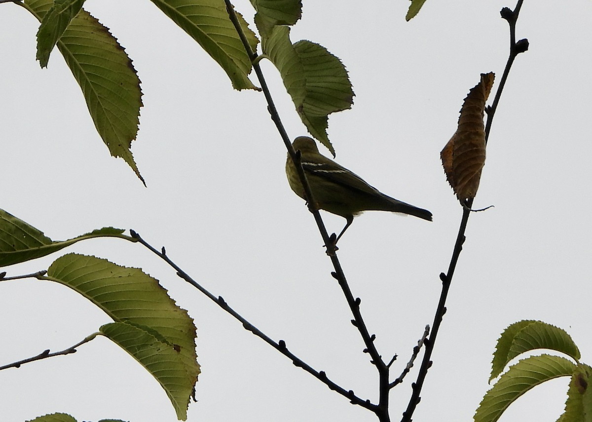 Bay-breasted Warbler - ML624199450