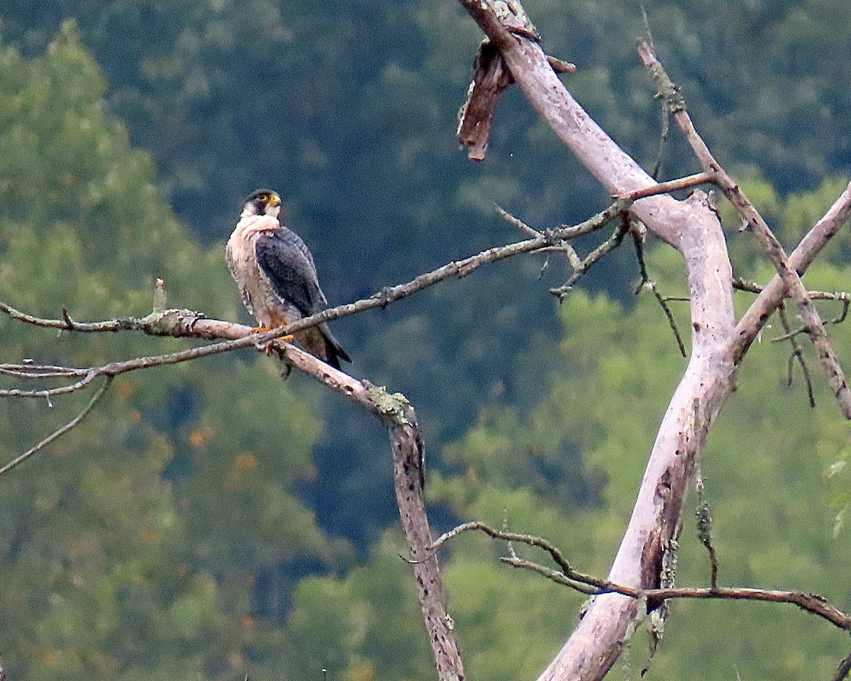 Peregrine Falcon - ML624199452