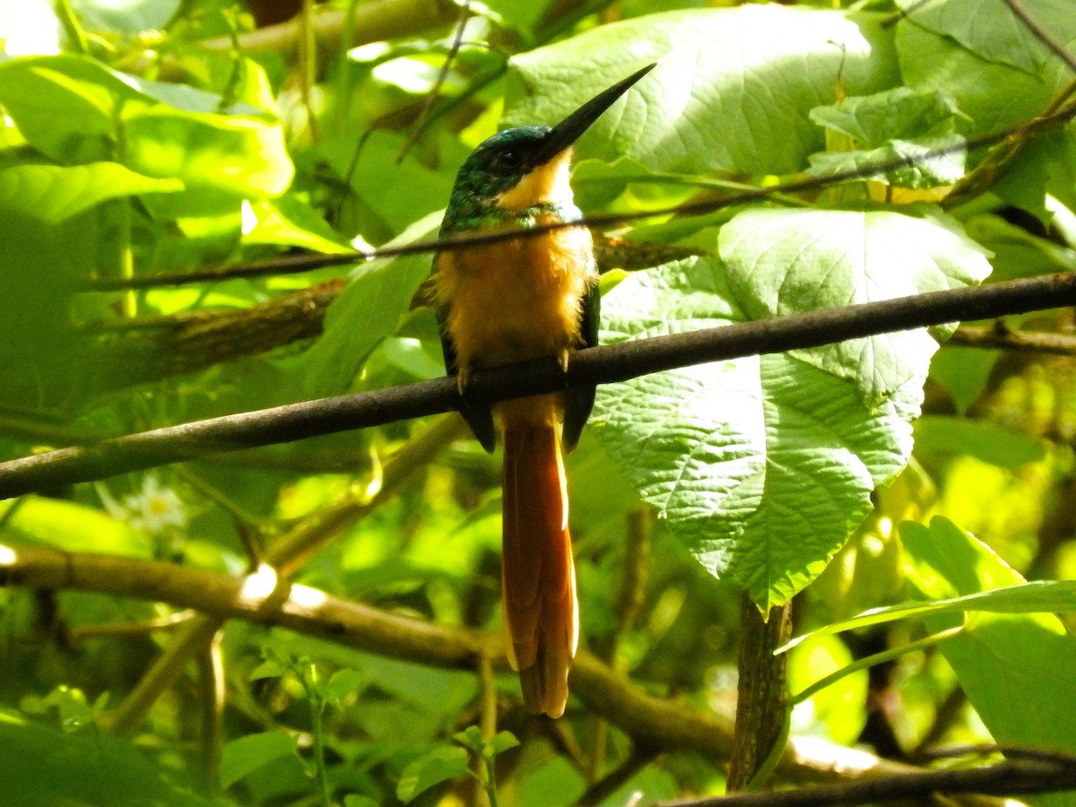 Rufous-tailed Jacamar - ML624199453