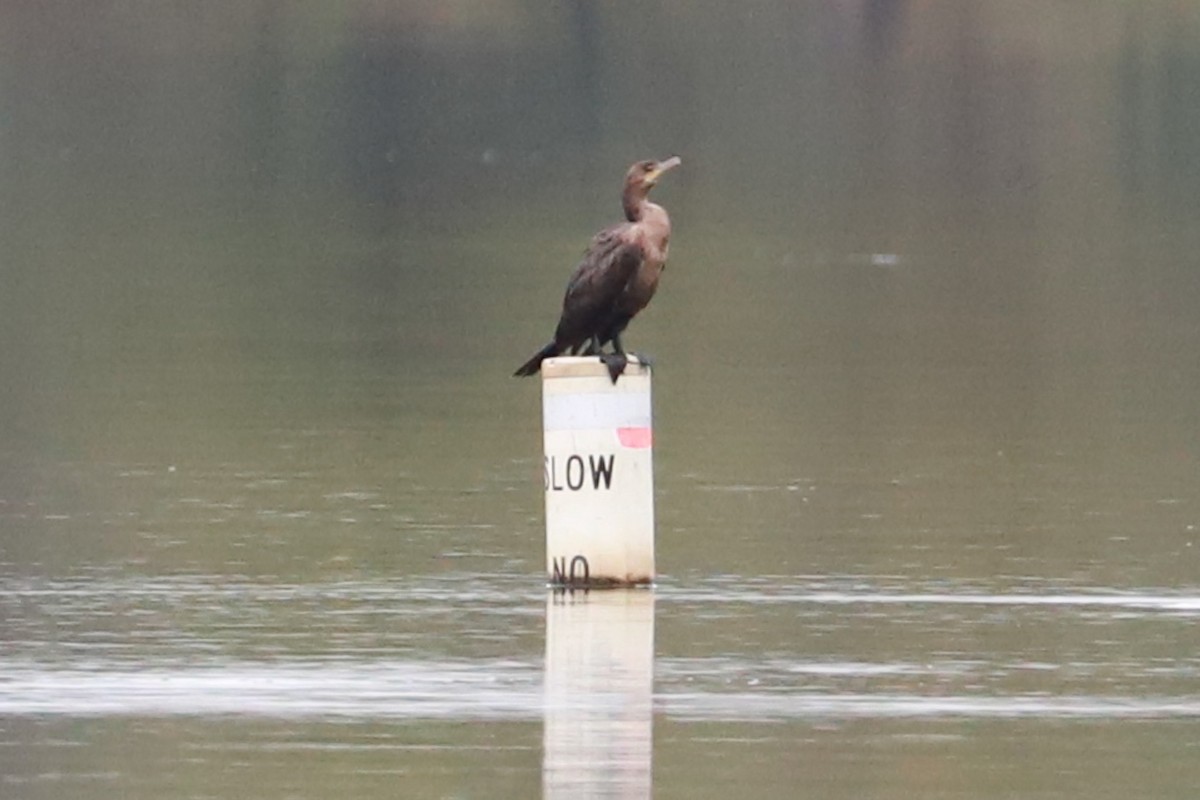 Double-crested Cormorant - ML624199454