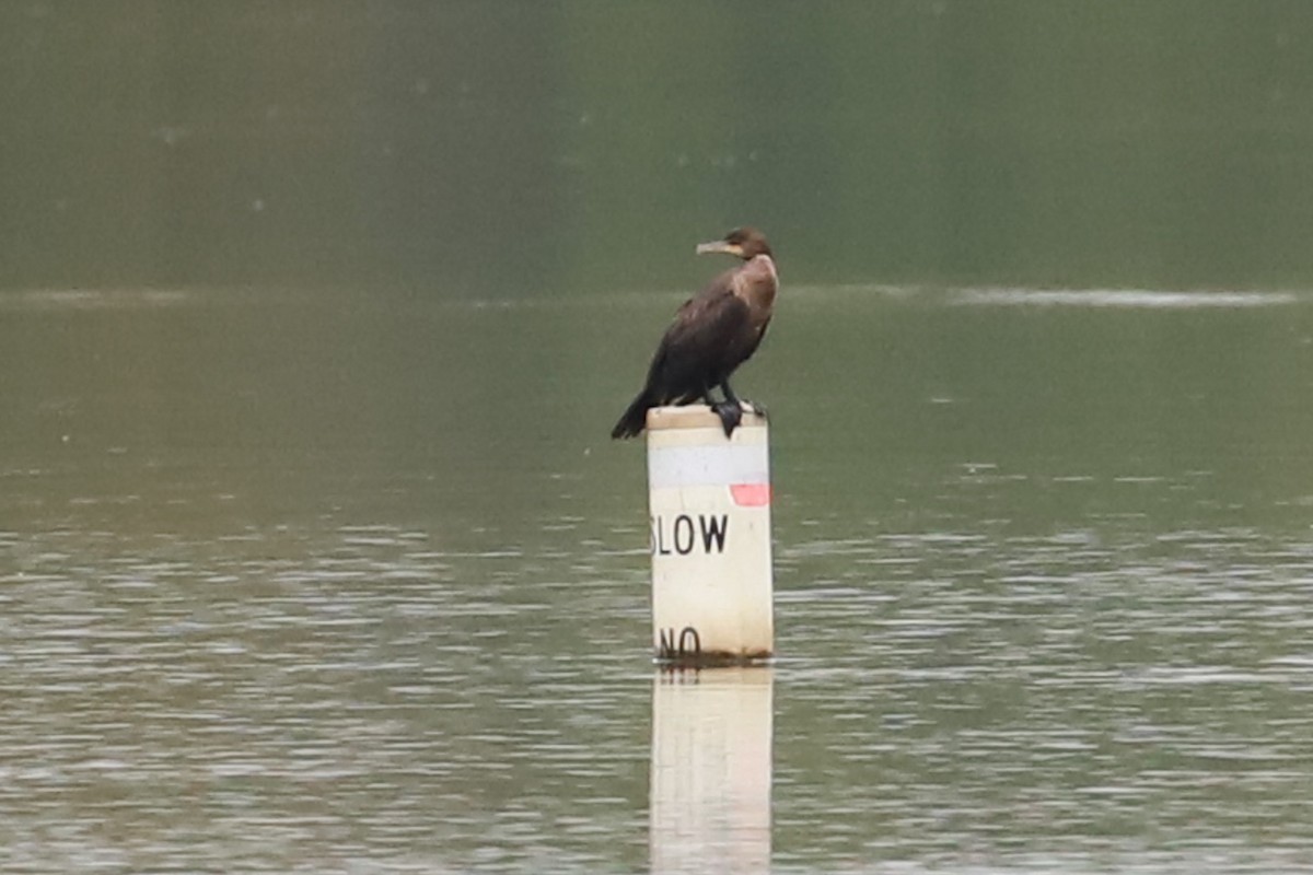 Double-crested Cormorant - ML624199455