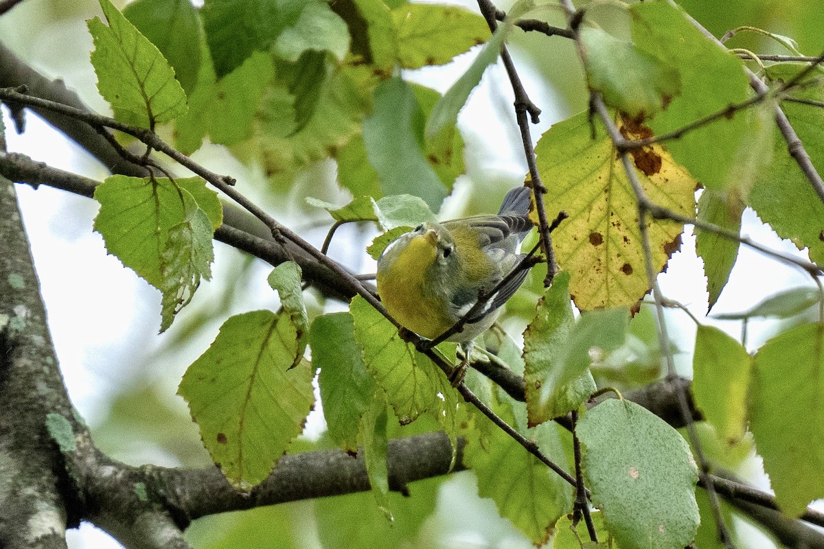 Northern Parula - ML624199456