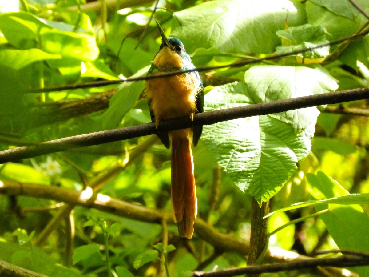 Rufous-tailed Jacamar - ML624199457